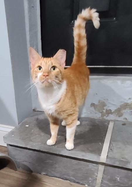 Enlarge Velma Dinkley, a Adoptable mixed breed in Pawtucket, RI image 4/4
