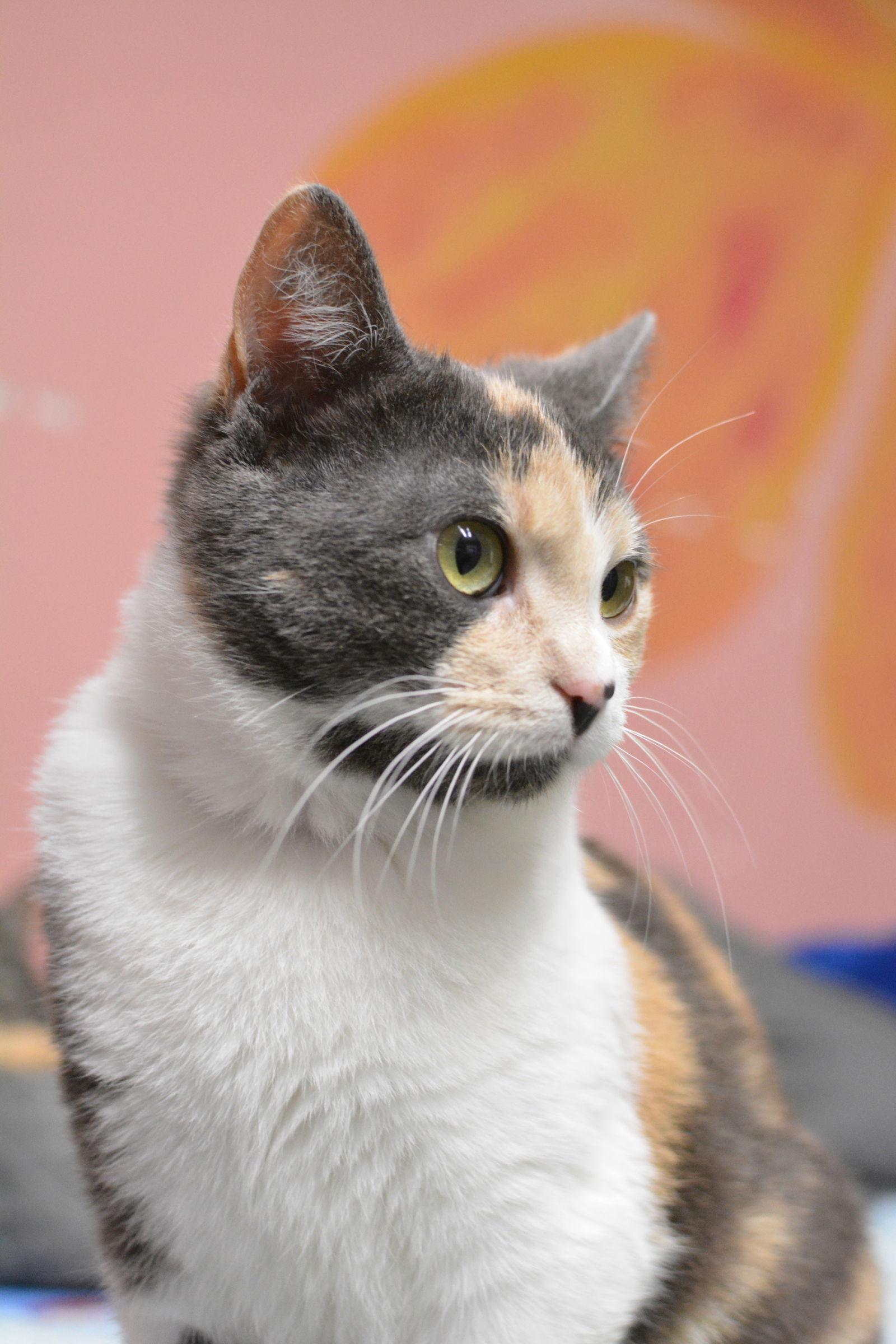 Athéna — thumbnail 2