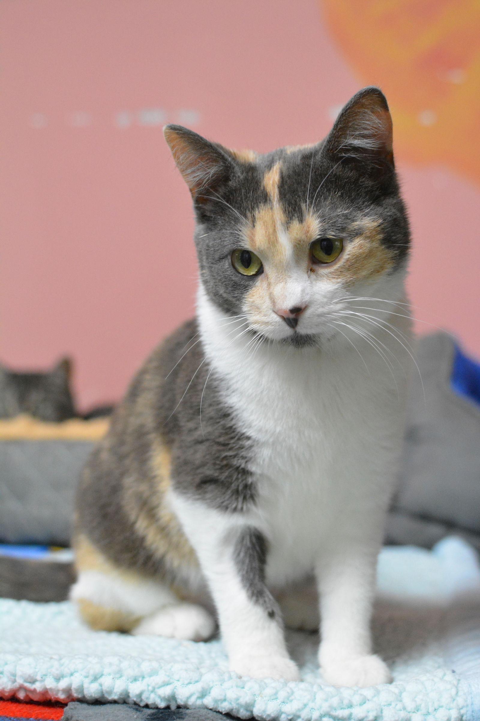 Athéna — thumbnail 3