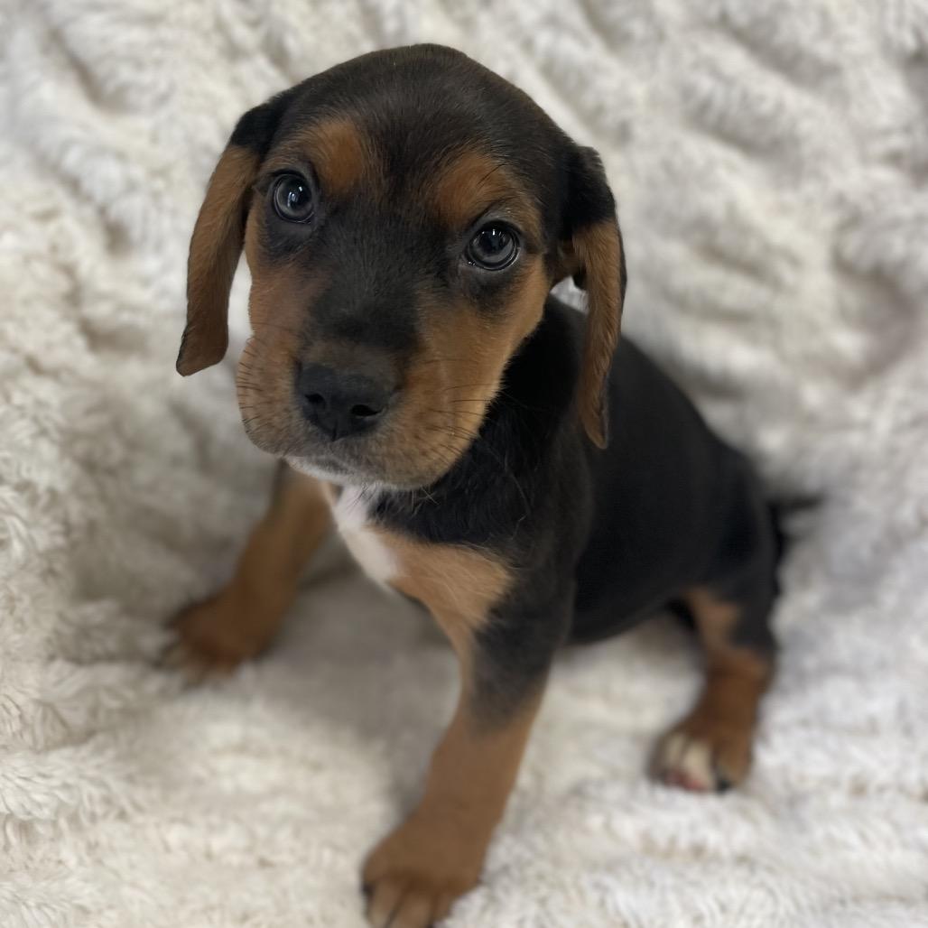 Enlarge Malibu, a Adoptable Mixed Breed in New Fairfield, CT image 1/3