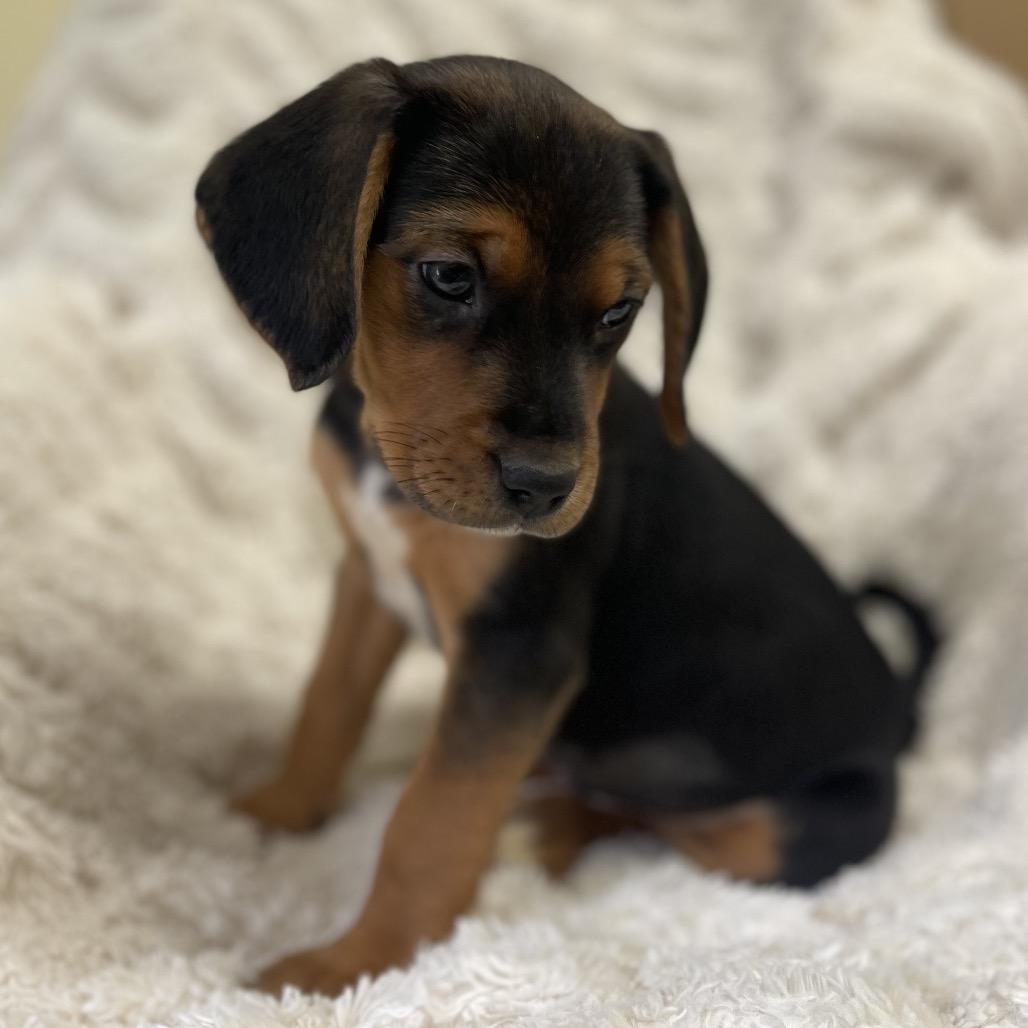 Enlarge Malibu, a Adoptable Mixed Breed in New Fairfield, CT image 2/3