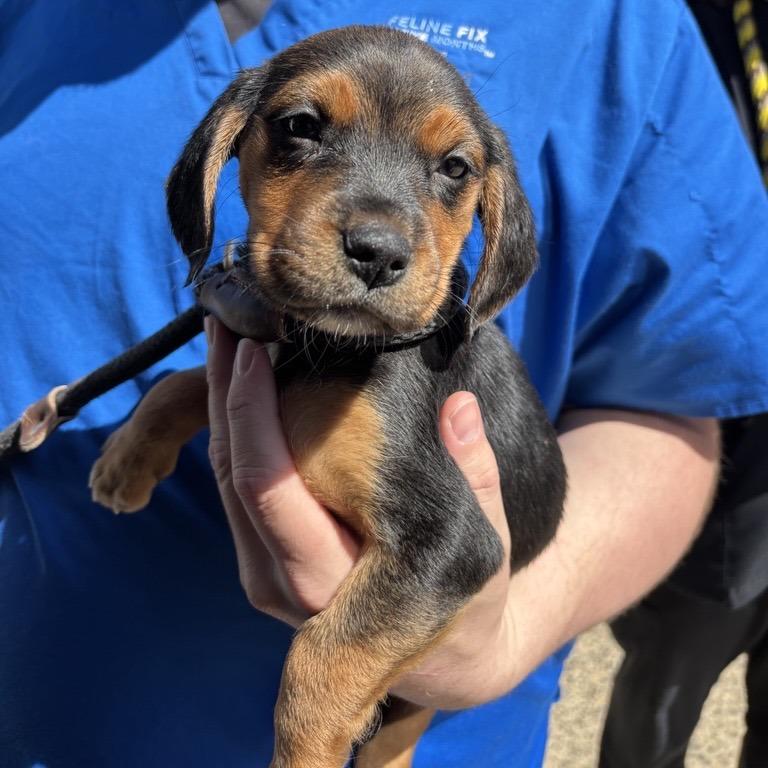 Enlarge Malibu, a Adoptable Mixed Breed in New Fairfield, CT image 3/3