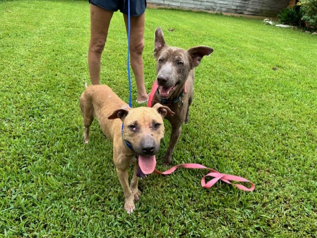 Enlarge Benny Luv, a Adoptable mixed breed in Florence, SC image 4/5