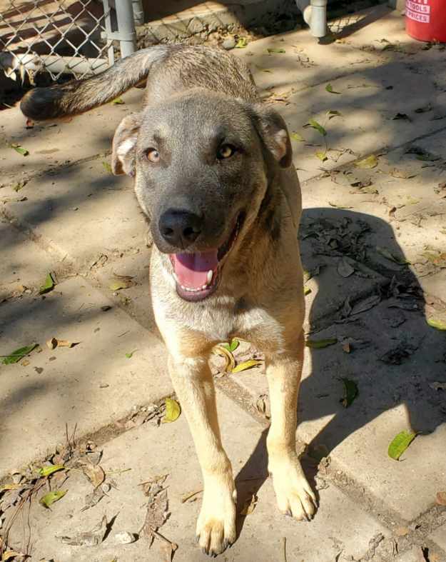 Enlarge Benny Luv, a Adoptable mixed breed in Florence, SC image 5/5