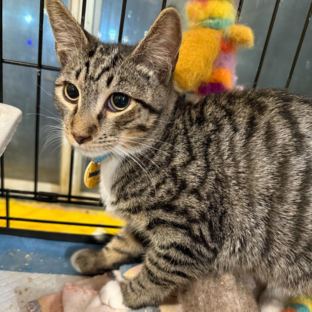 Jupiter, Adoptable, Young Male Domestic Short Hair.