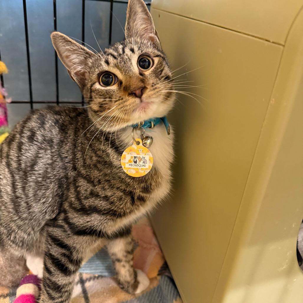 Enlarge Jupiter, a Adoptable Domestic Short Hair in Howard beach, NY image 2/3