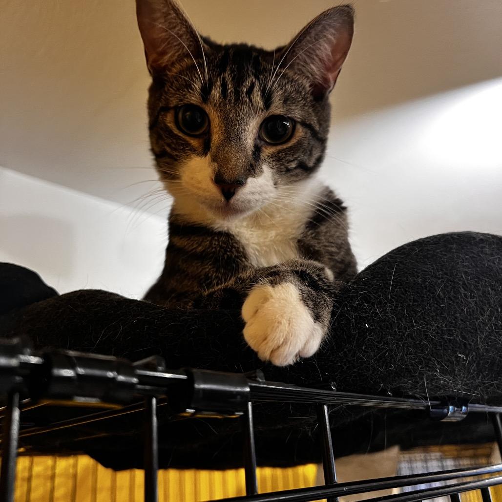 Jupiter, a Adoptable Domestic Short Hair in Howard beach, NY image 3/6