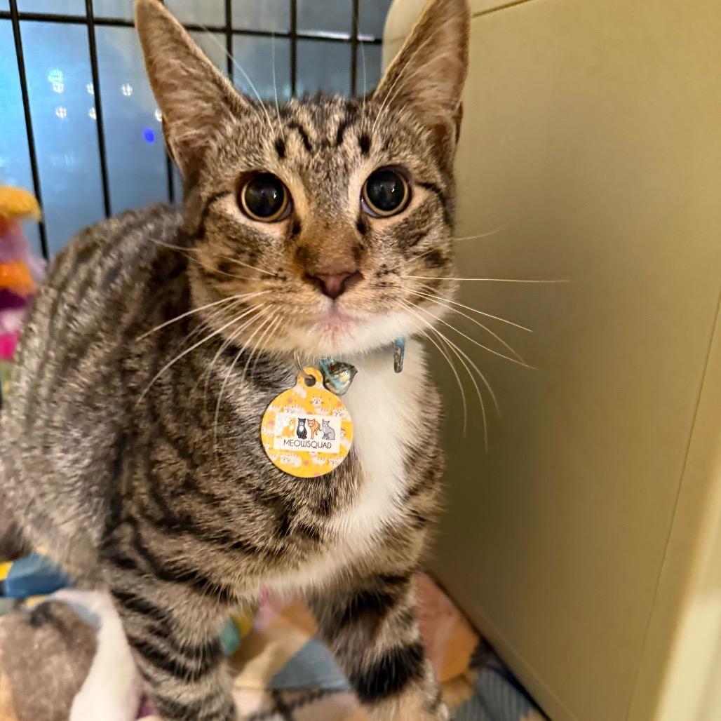 Enlarge Jupiter, a Adoptable Domestic Short Hair in Howard beach, NY image 3/3