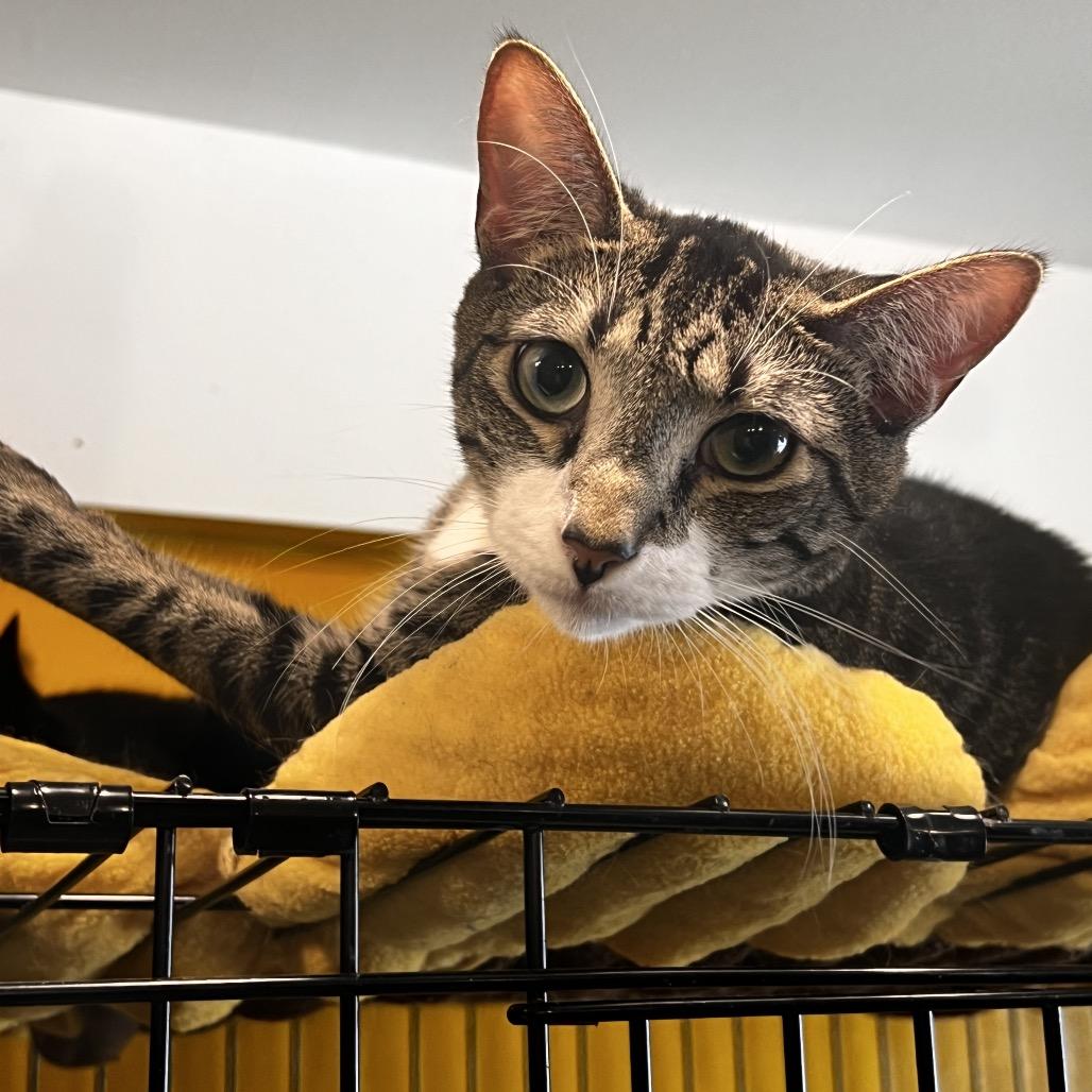 Jupiter, a Adoptable Domestic Short Hair in Howard beach, NY image 5/6