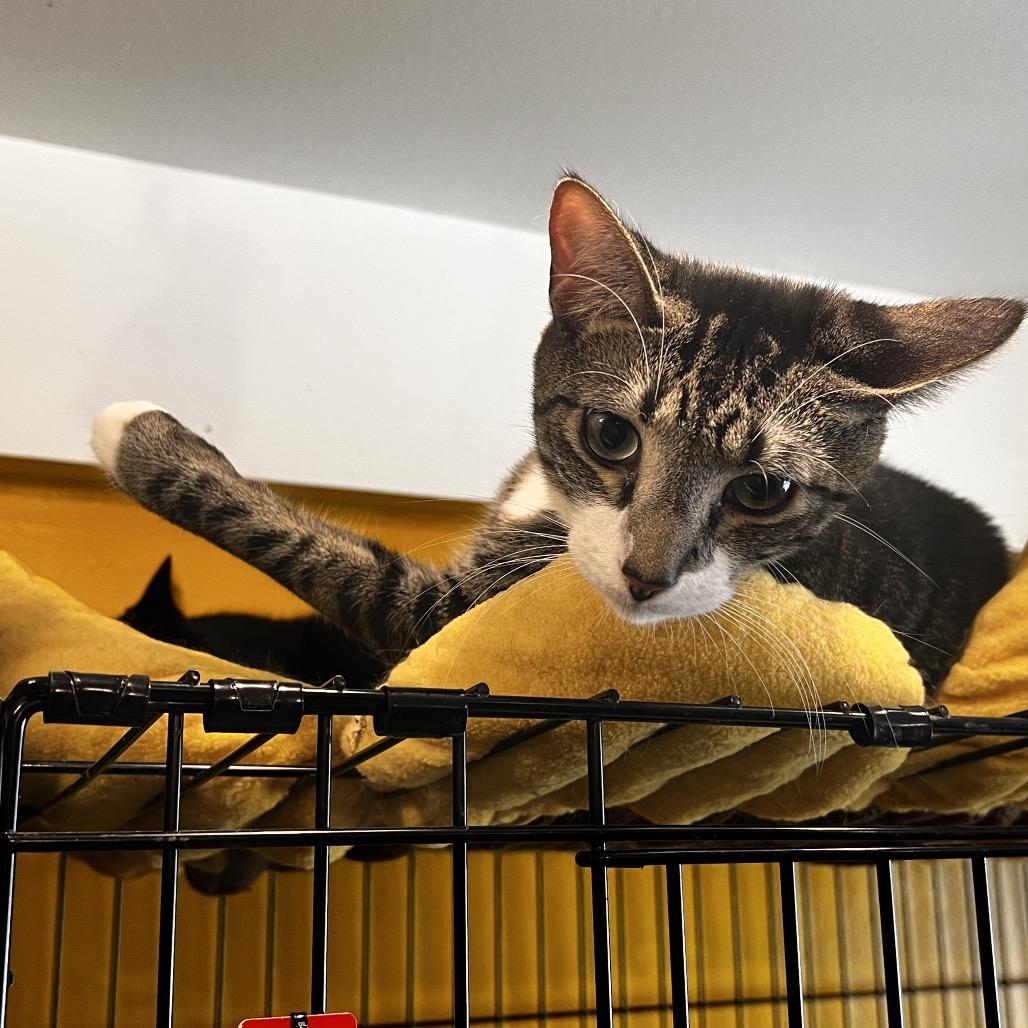 Jupiter, a Adoptable Domestic Short Hair in Howard beach, NY image 6/6