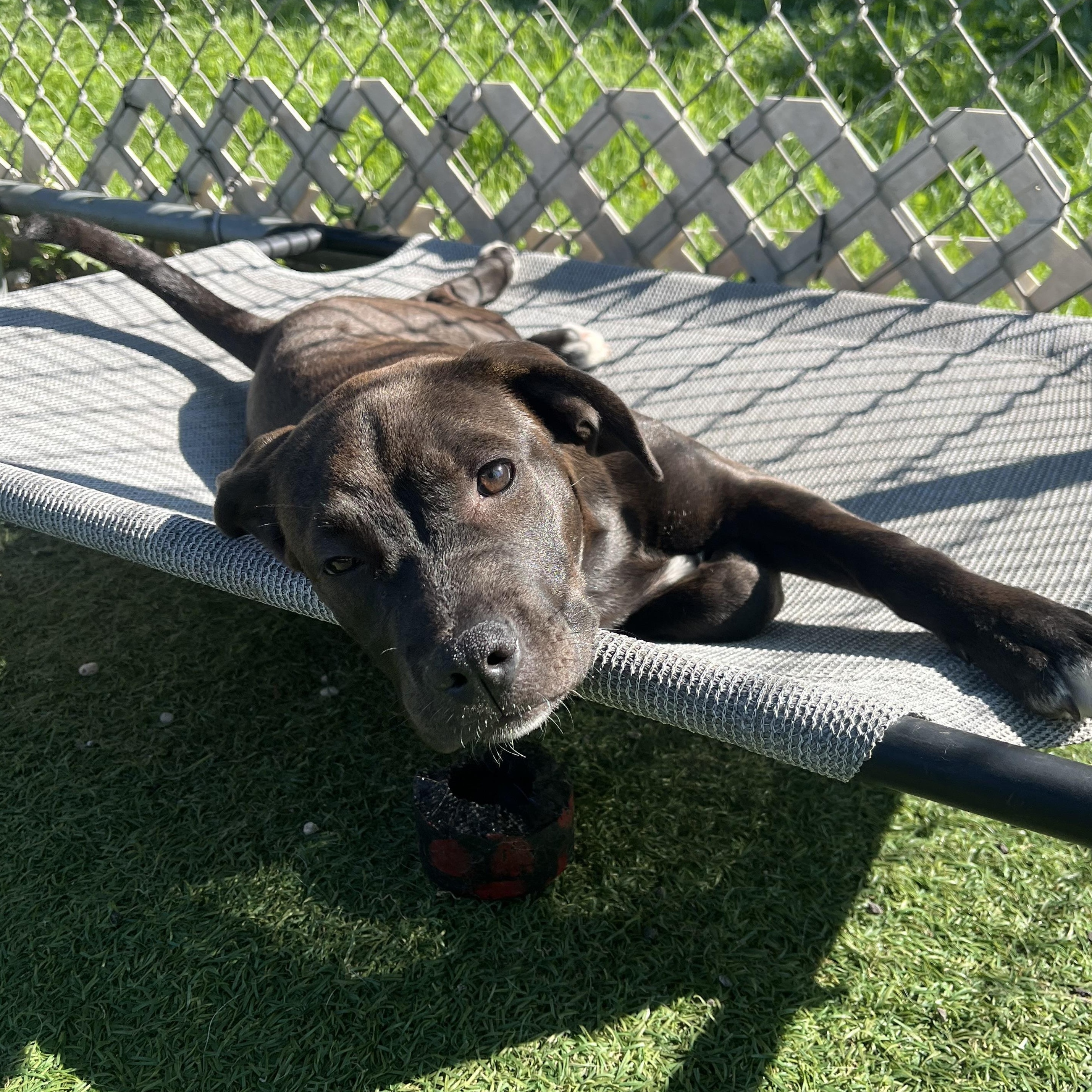 Belle, a Adopted Pit Bull Terrier in Westchester, IL image 2/4