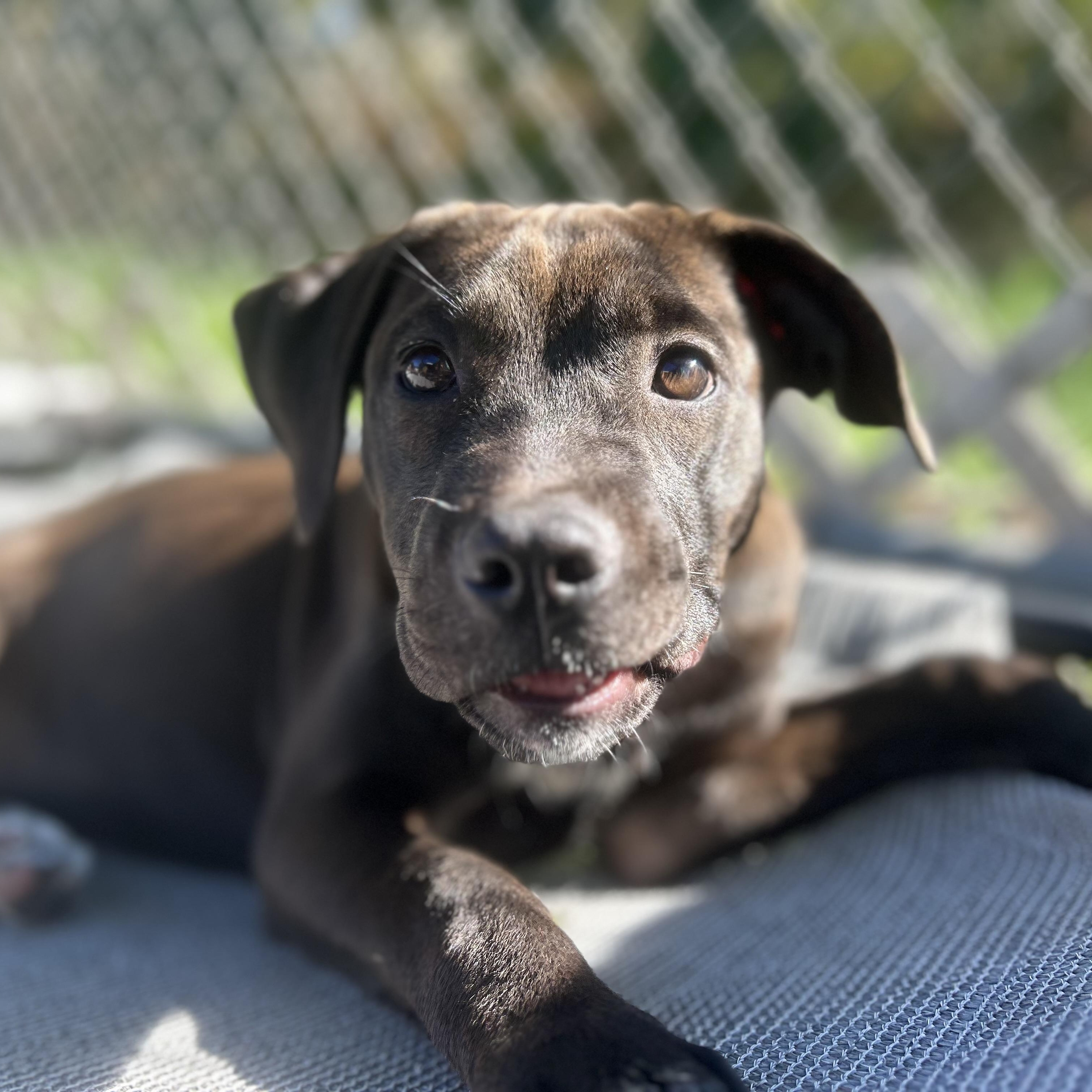 Belle, a Adopted Pit Bull Terrier in Westchester, IL image 3/4