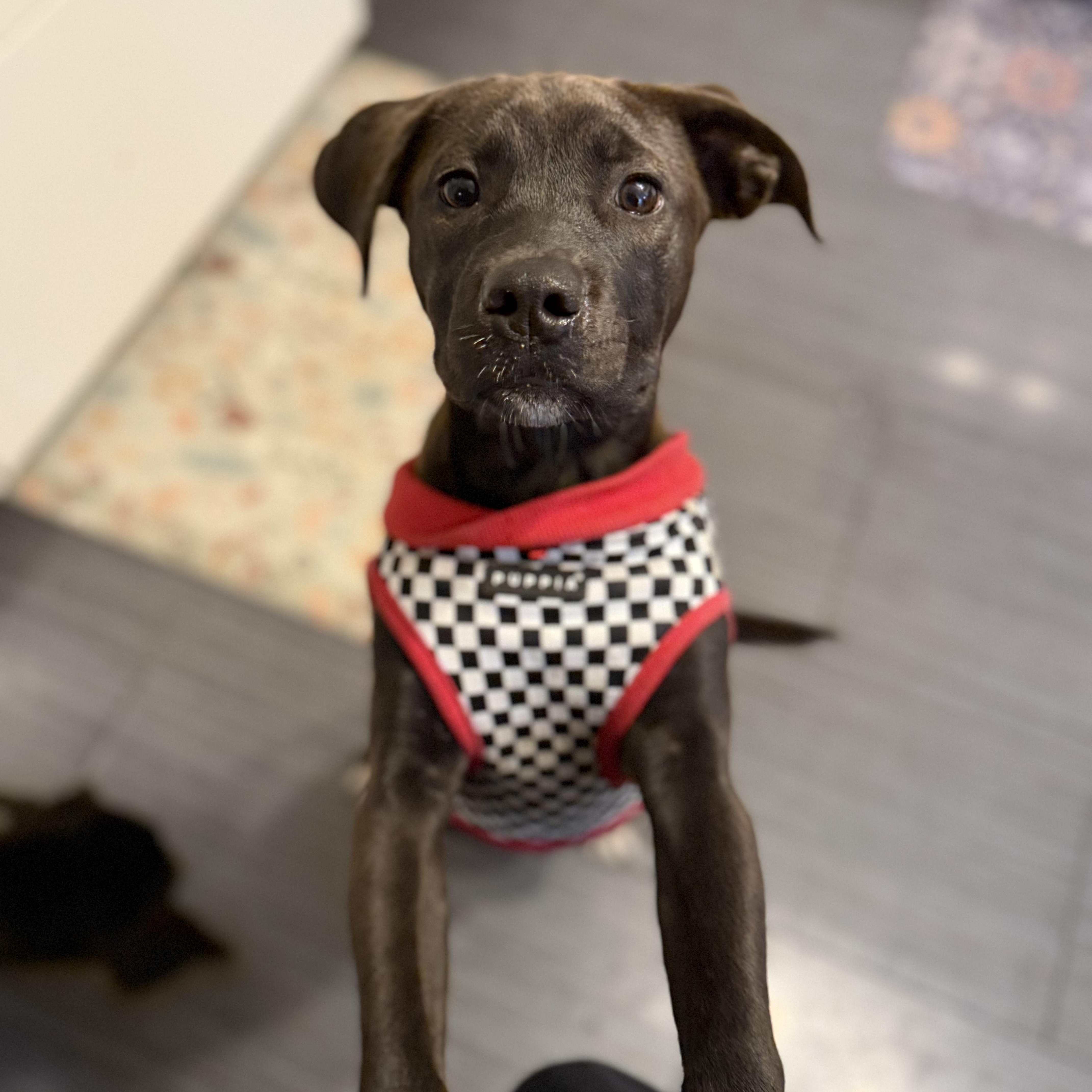 Belle, Adopted, Puppy Female Pit Bull Terrier.