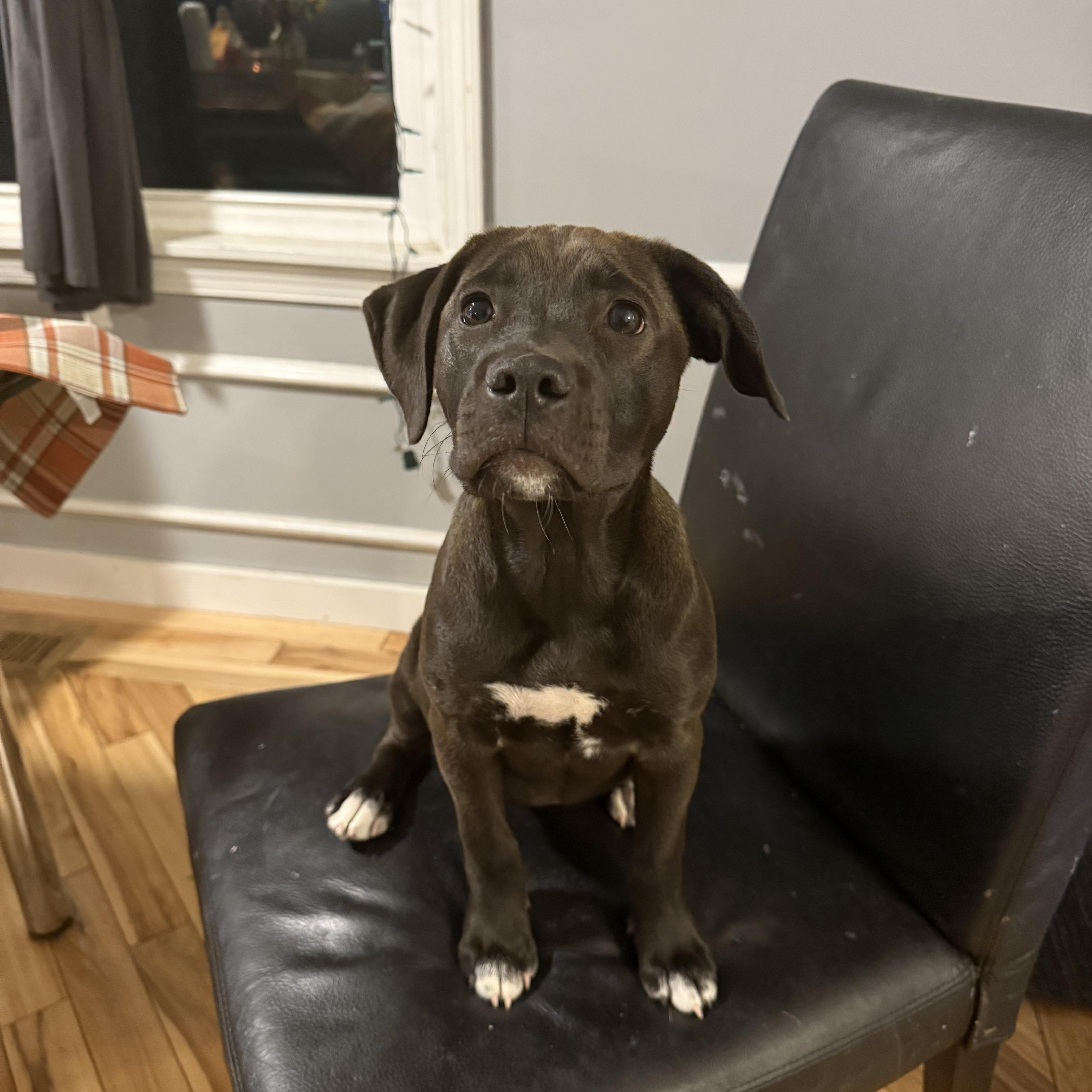 Belle, a Adopted Pit Bull Terrier in Westchester, IL image 4/4