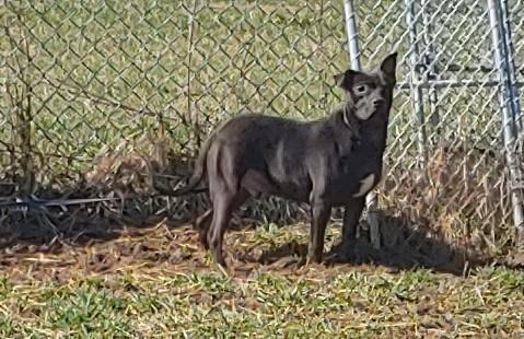 Enlarge Dobby, a Adoptable mixed breed in Oberlin, OH image 2/2