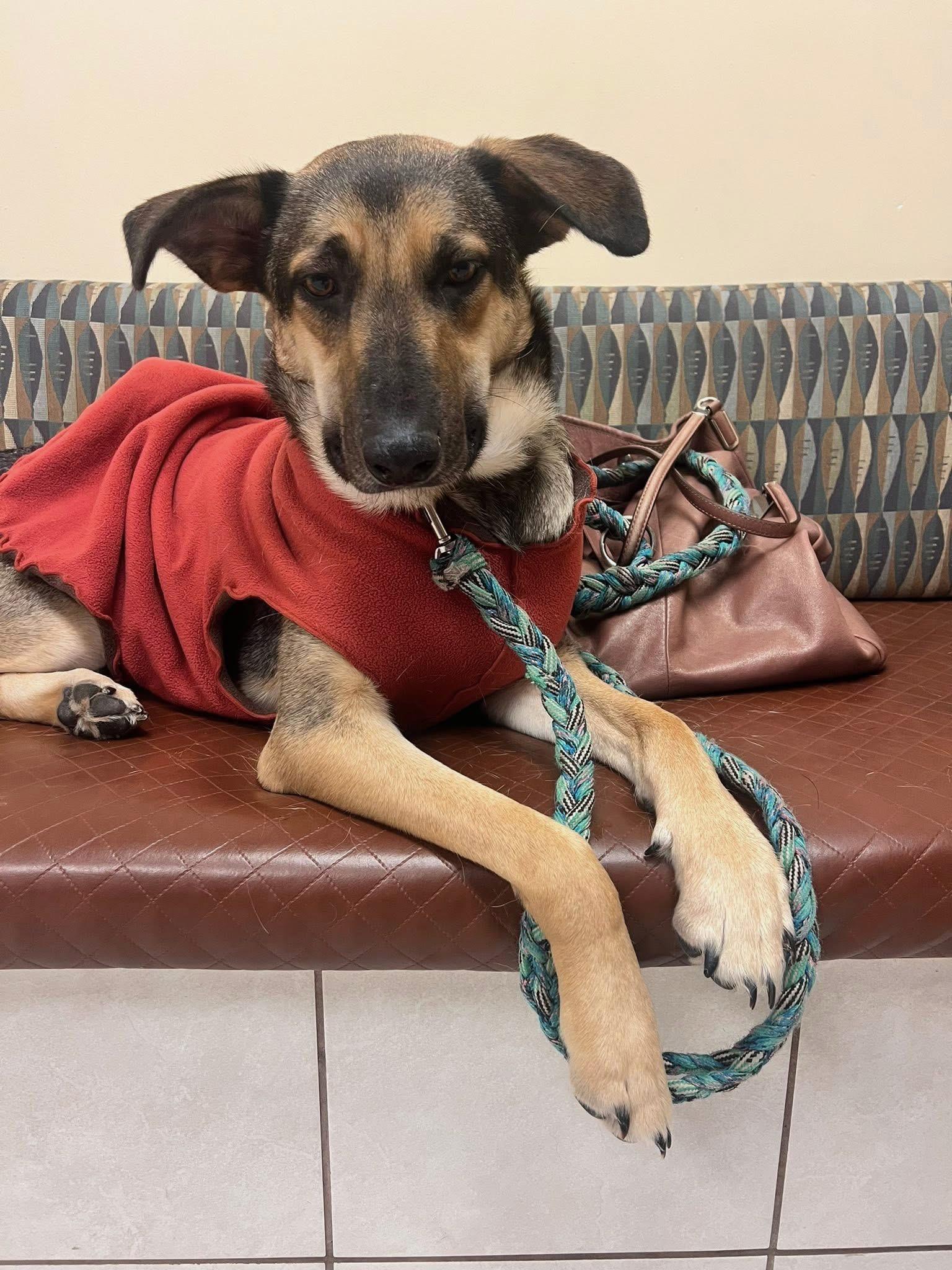 Lizzie, a ADOPTABLE mixed breed in West Newbury, MA image 1/2