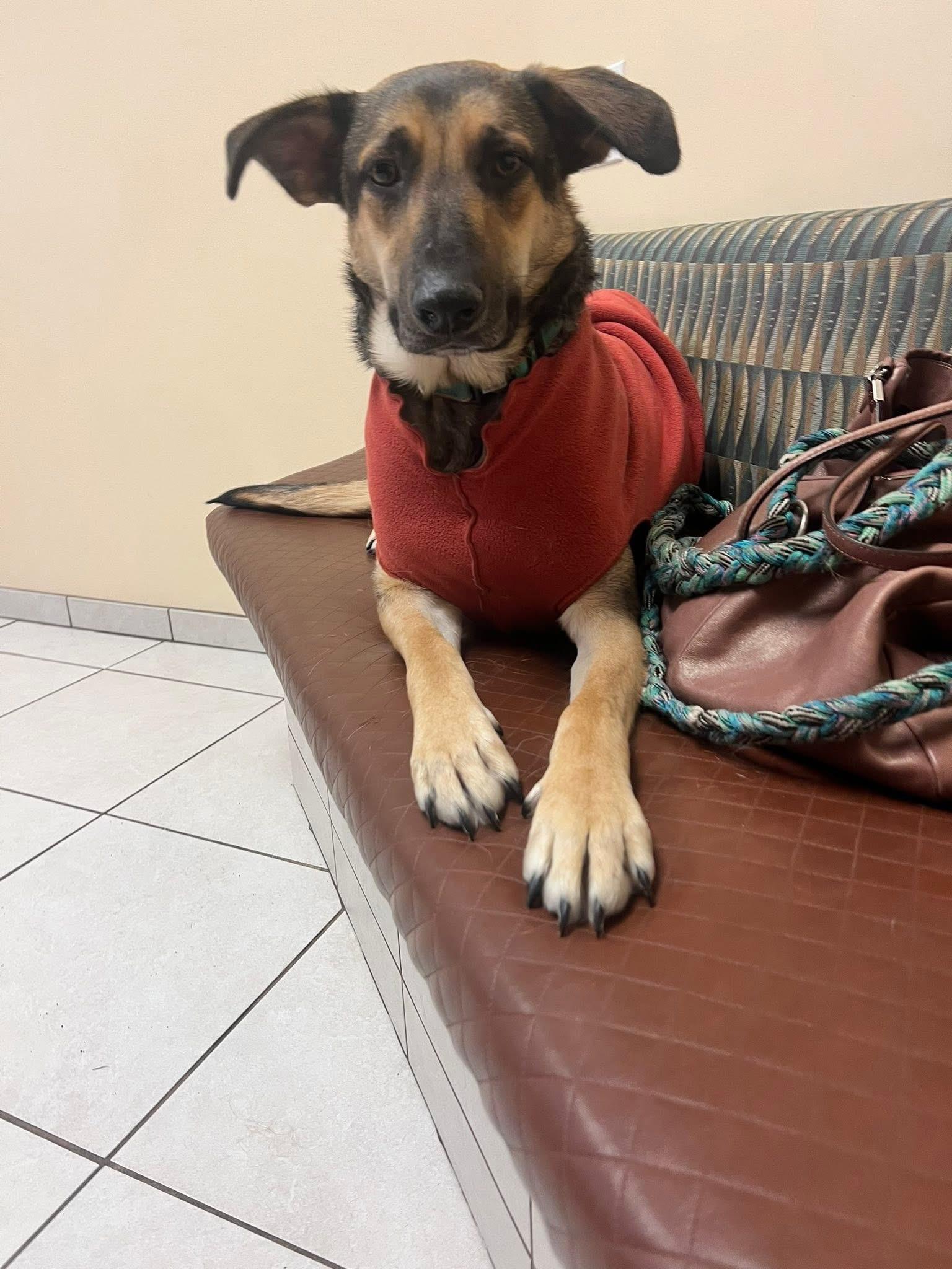 Lizzie, a ADOPTABLE mixed breed in West Newbury, MA image 2/2