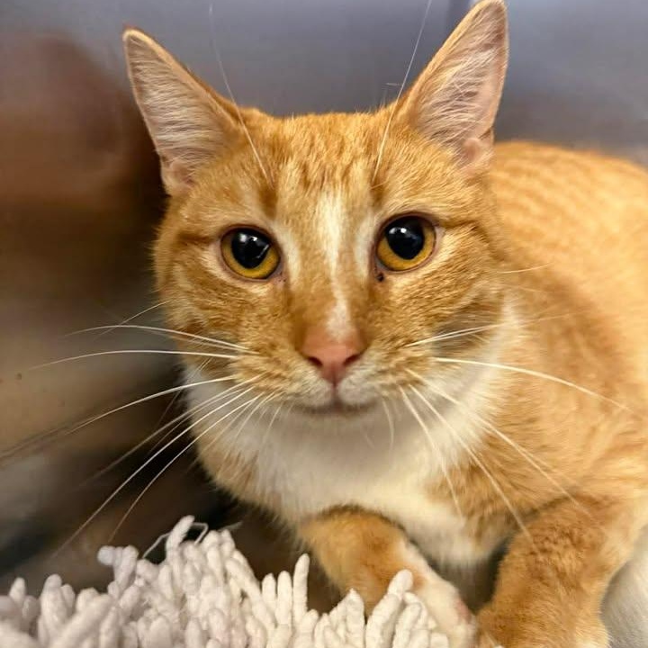 Richard, ADOPTABLE, Young Male Domestic Short Hair.