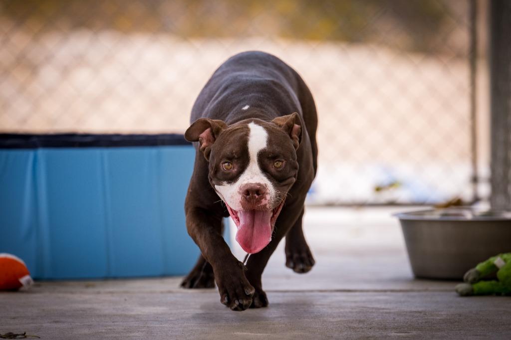 Ribbit, Adoptable, Young Male Pit Bull Terrier & American Bulldog.
