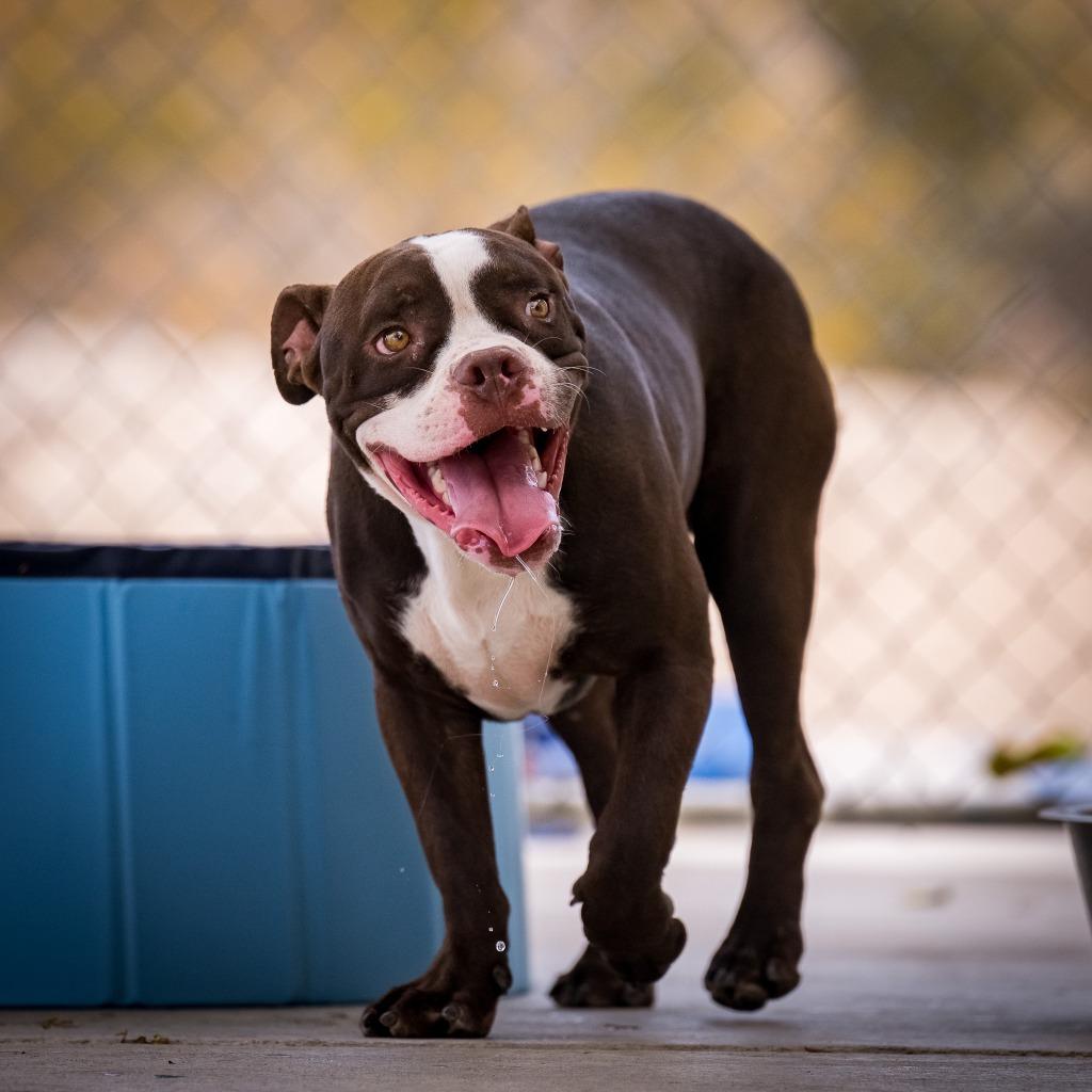 Ribbit, a Adoptable mixed breed in Twentynine Palms, CA image 2/6