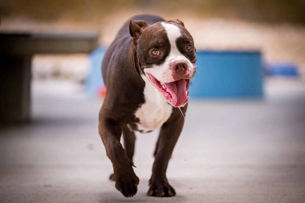 Ribbit, a Adoptable mixed breed in Twentynine Palms, CA image 3/6