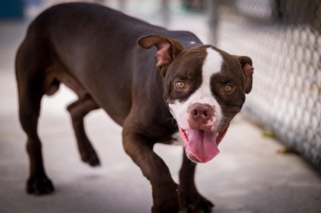 Ribbit, a Adoptable mixed breed in Twentynine Palms, CA image 4/6