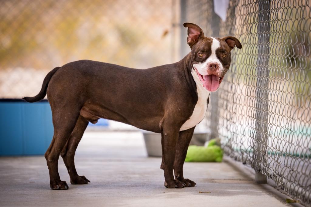Ribbit, a Adoptable mixed breed in Twentynine Palms, CA image 5/6