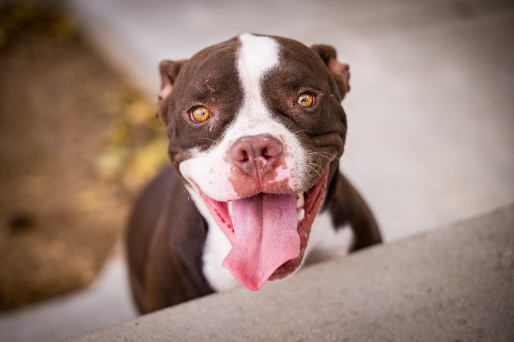 Ribbit, a Adoptable mixed breed in Twentynine Palms, CA image 6/6