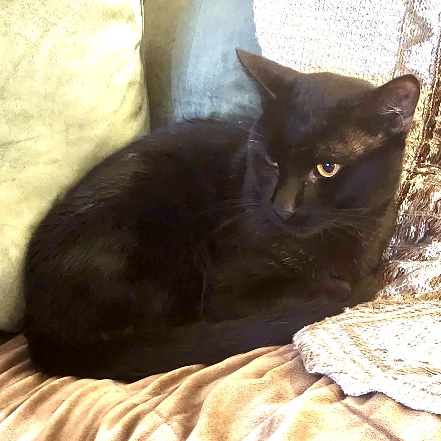 Enlarge Shadow, an adopted Domestic Short Hair in Beaufort, SC image 3/3