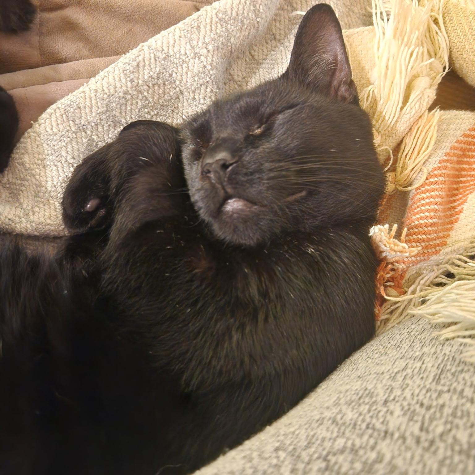 Enlarge Shadow, an adopted Domestic Short Hair in Beaufort, SC image 2/3