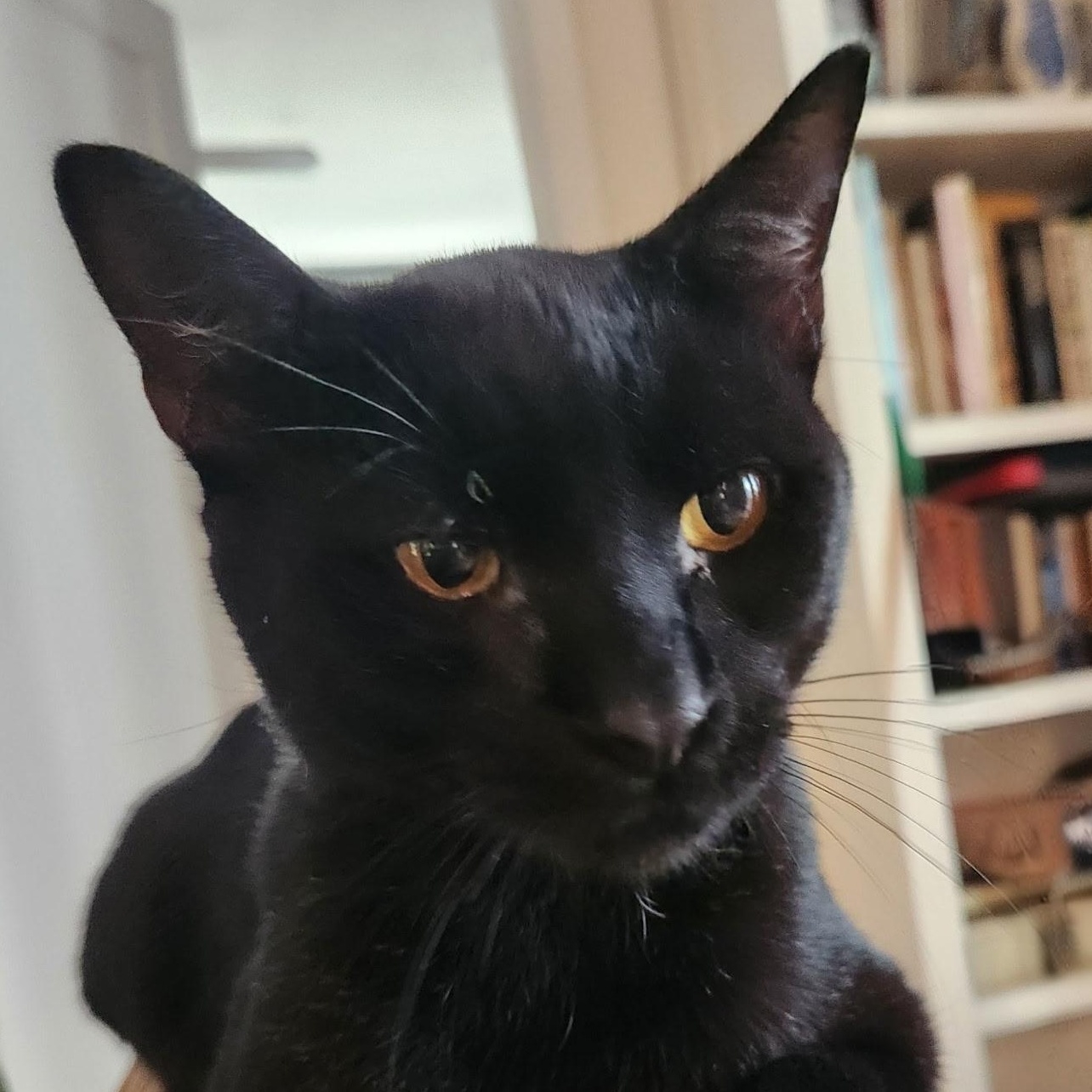 Enlarge Shadow, an adopted Domestic Short Hair in Beaufort, SC image 1/3