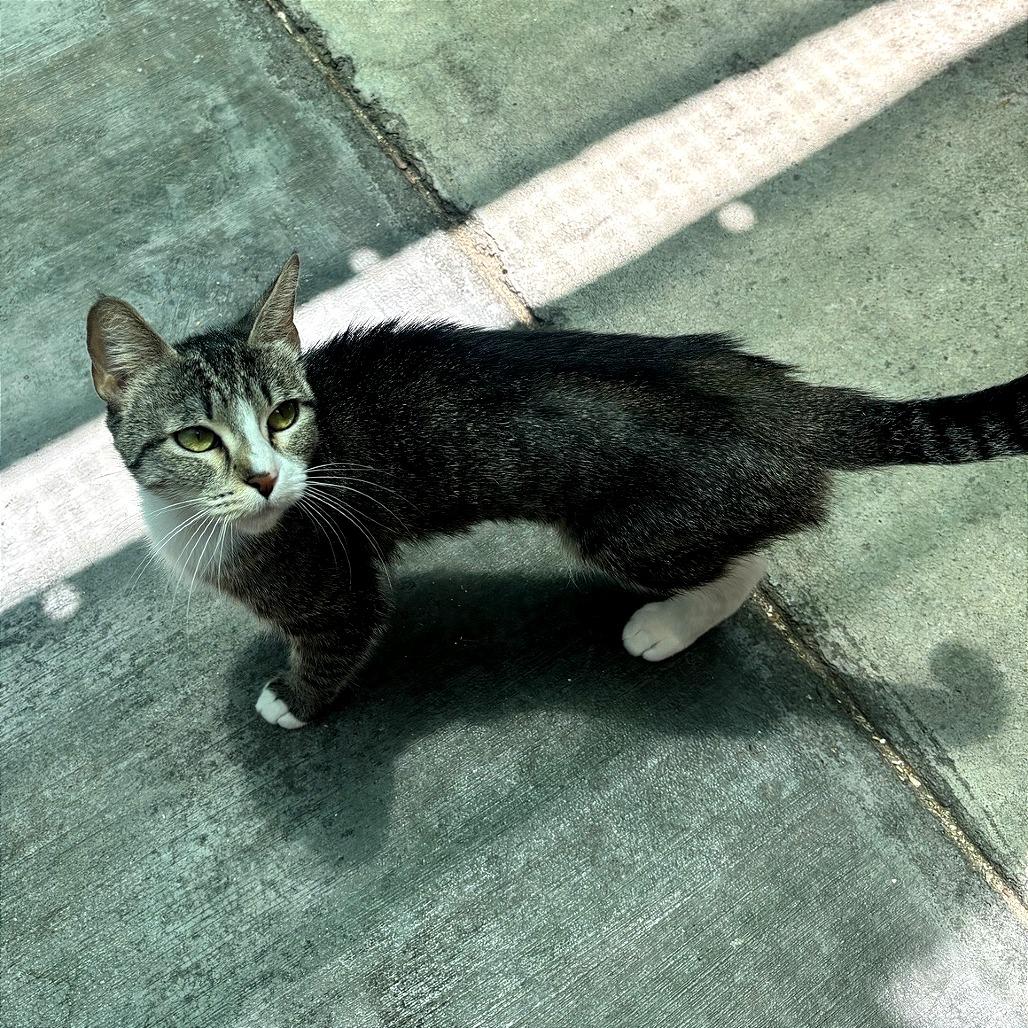 Bougee, a Adoptable Domestic Short Hair in Fresno, CA image 2/3