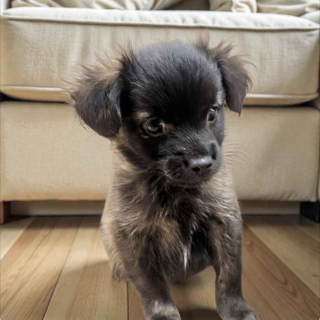 Wolfie , ADOPTABLE, Puppy Male Pomapoo.
