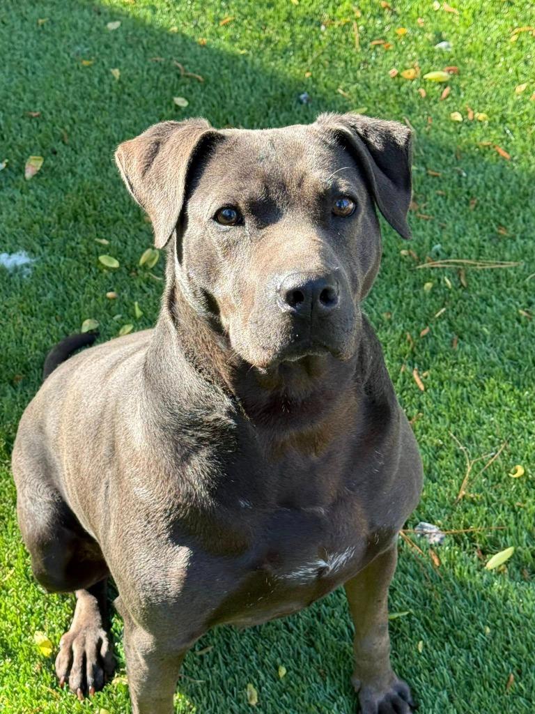 Betty, a Adoptable mixed breed in Augusta, GA image 1/3