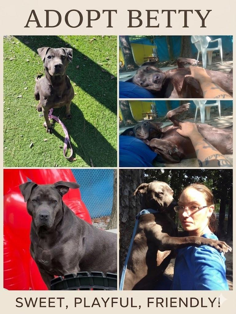 Betty, a Adoptable mixed breed in Augusta, GA image 2/4