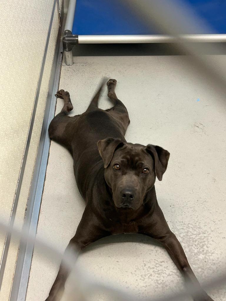 Enlarge Betty, a Adoptable mixed breed in Augusta, GA image 2/3