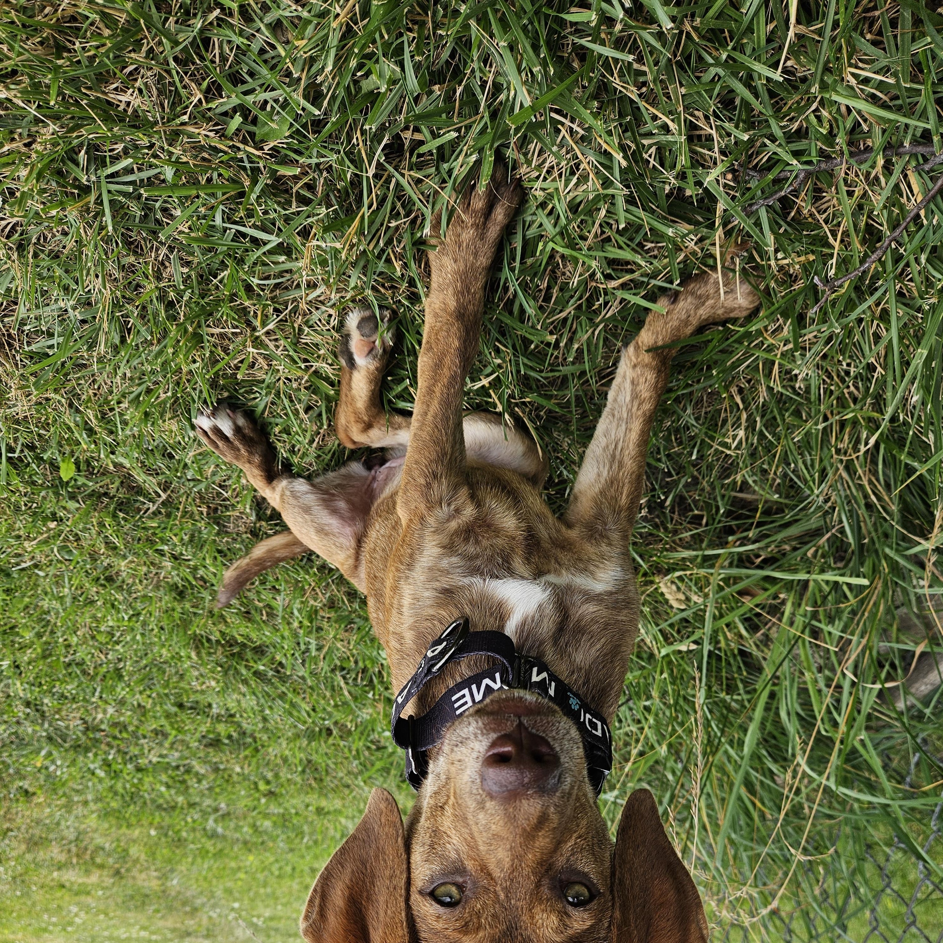 Princess Peach, a ADOPTABLE mixed breed in Brunswick, OH image 5/5