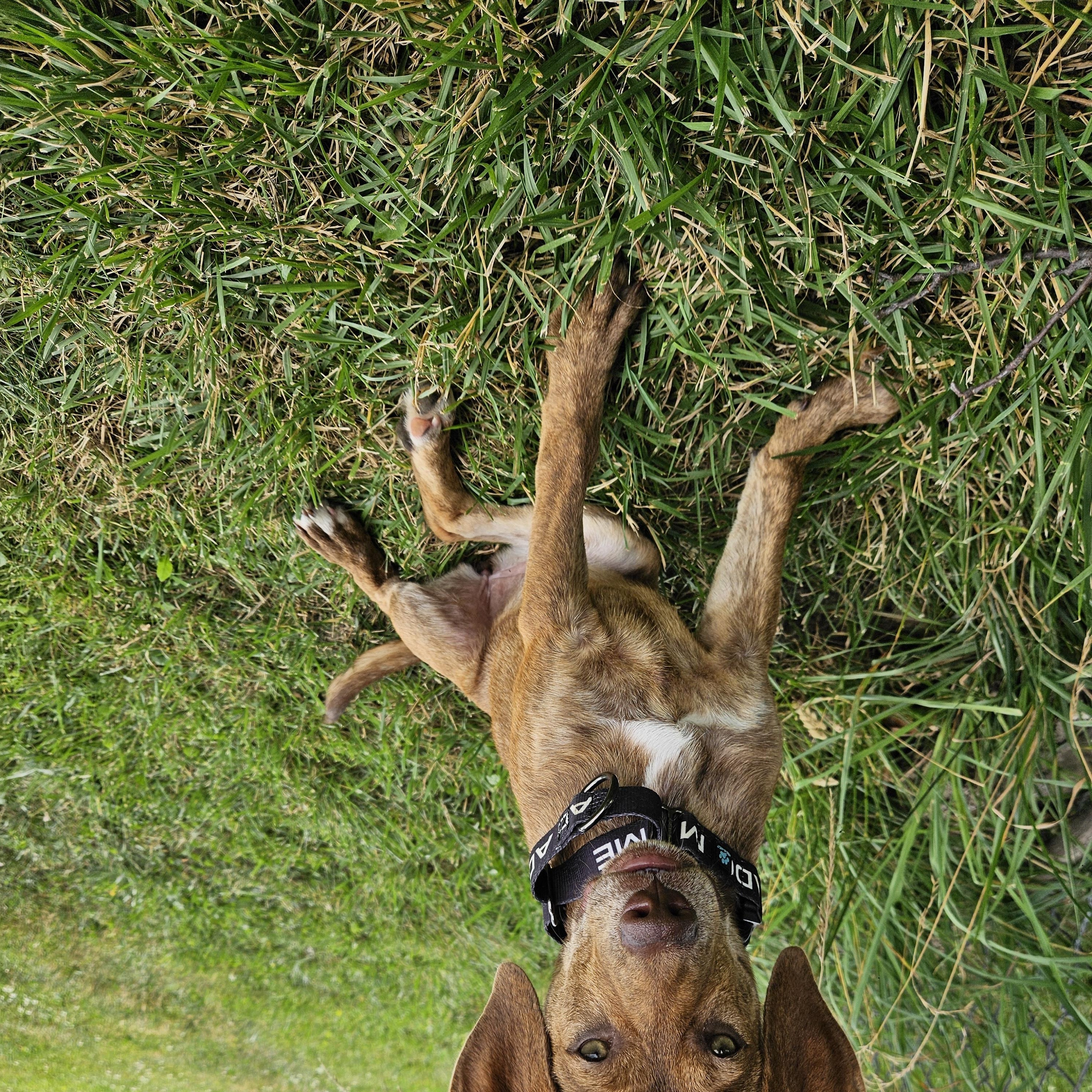 Princess Peach, a ADOPTABLE mixed breed in Brunswick, OH image 4/5