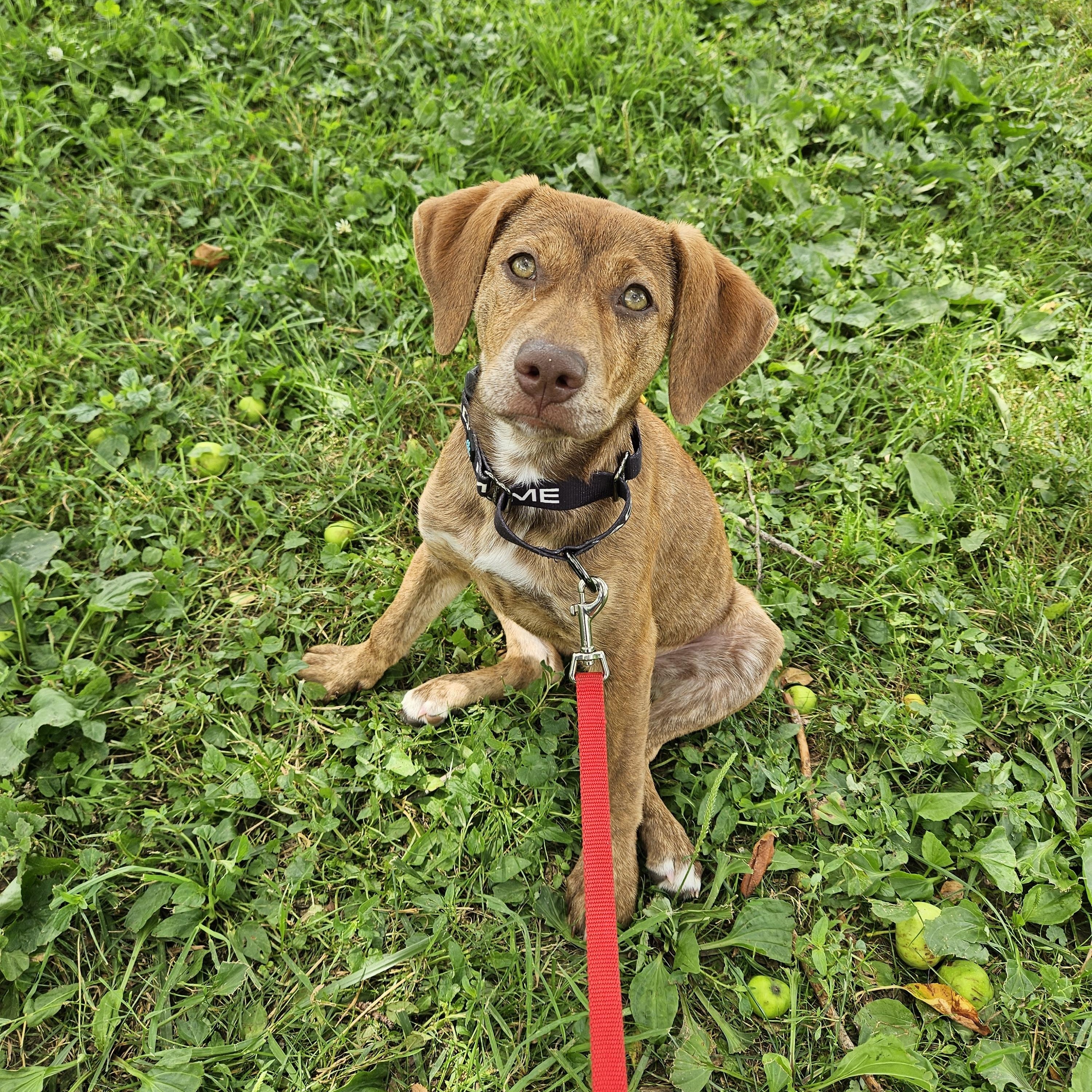 Princess Peach, a ADOPTABLE mixed breed in Brunswick, OH image 2/5