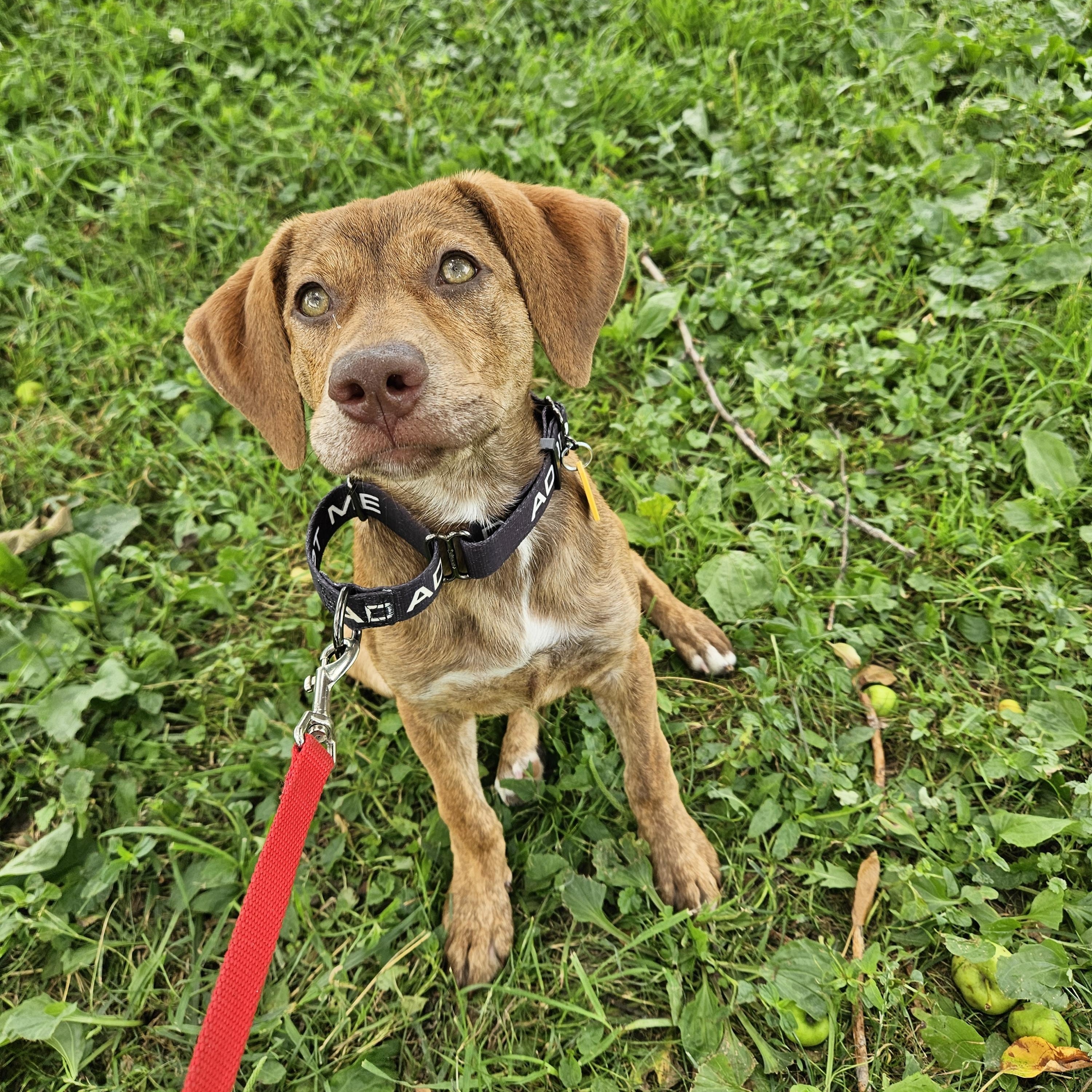 Princess Peach, a ADOPTABLE mixed breed in Brunswick, OH image 3/5