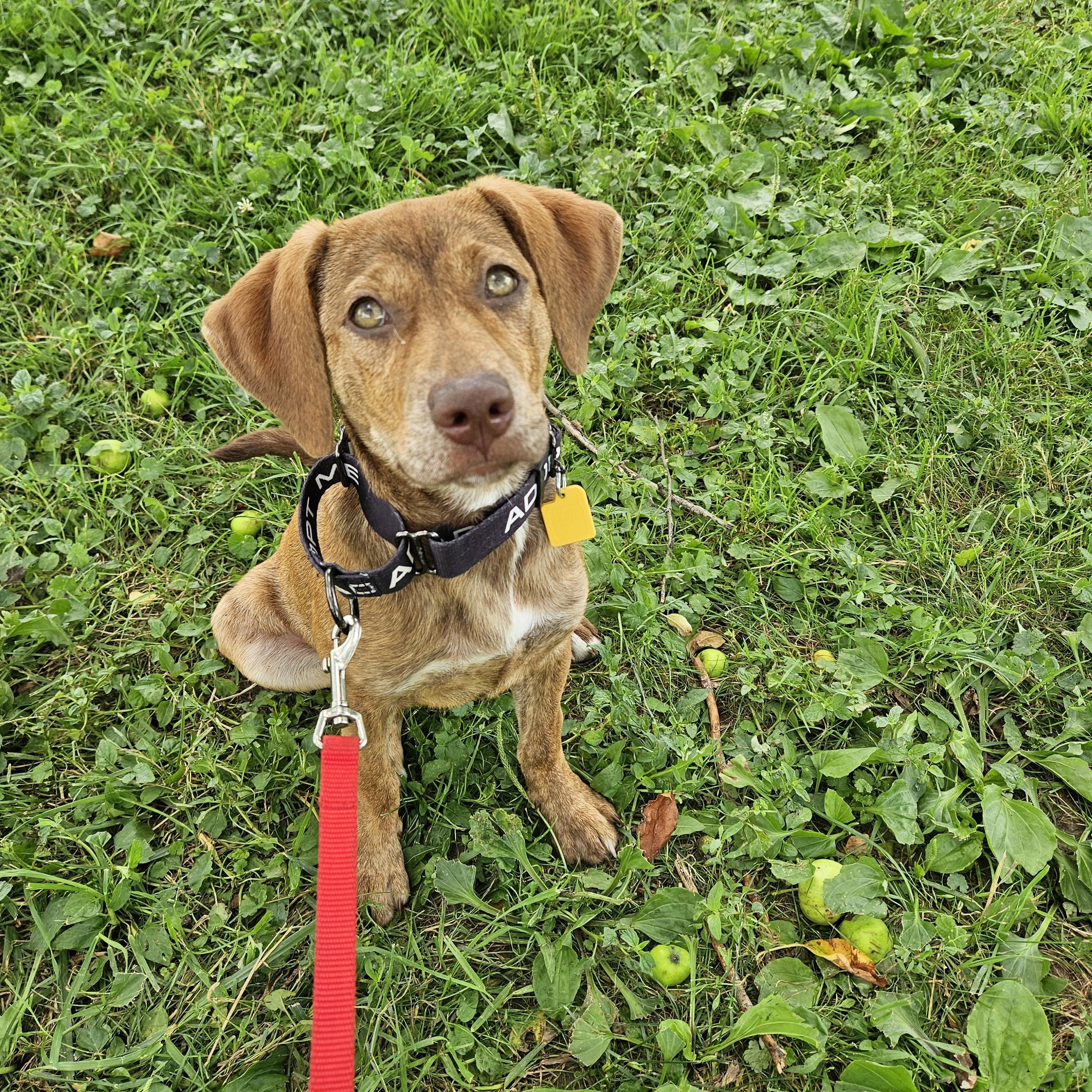 Princess Peach, ADOPTABLE, Puppy Female Hound.