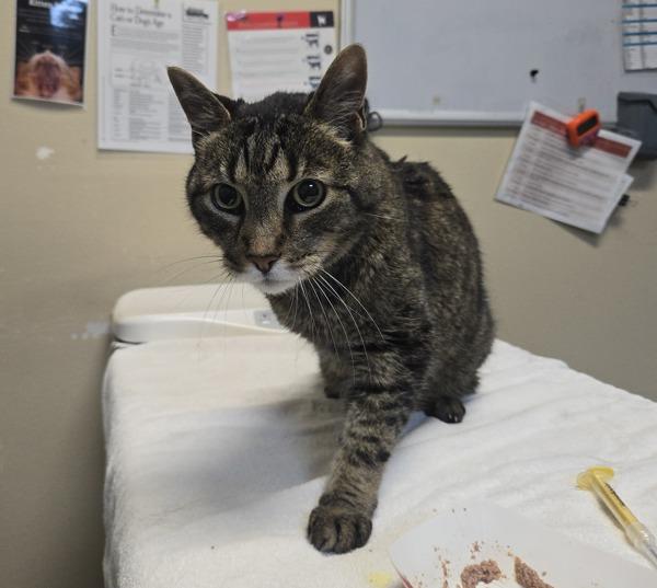 Enlarge Retro, a Adoptable mixed breed in Oceanside, CA image 1/1