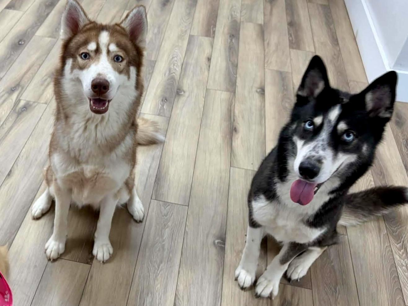 Enlarge Thelma and Louise, a ADOPTABLE Husky in New Smyrna Beach, FL image 1/1