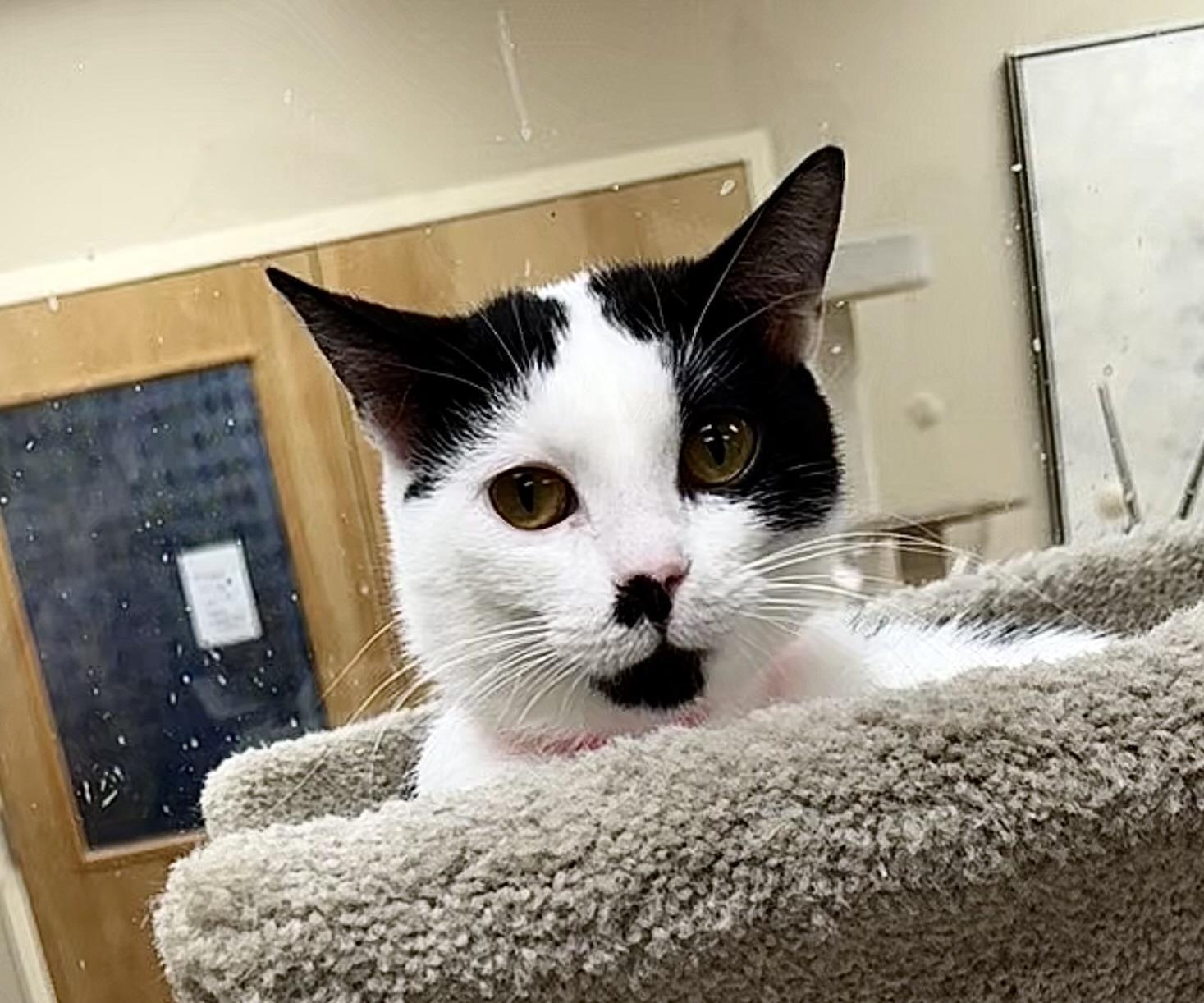 Lacey, ADOPTABLE, Adult Female Domestic Short Hair.