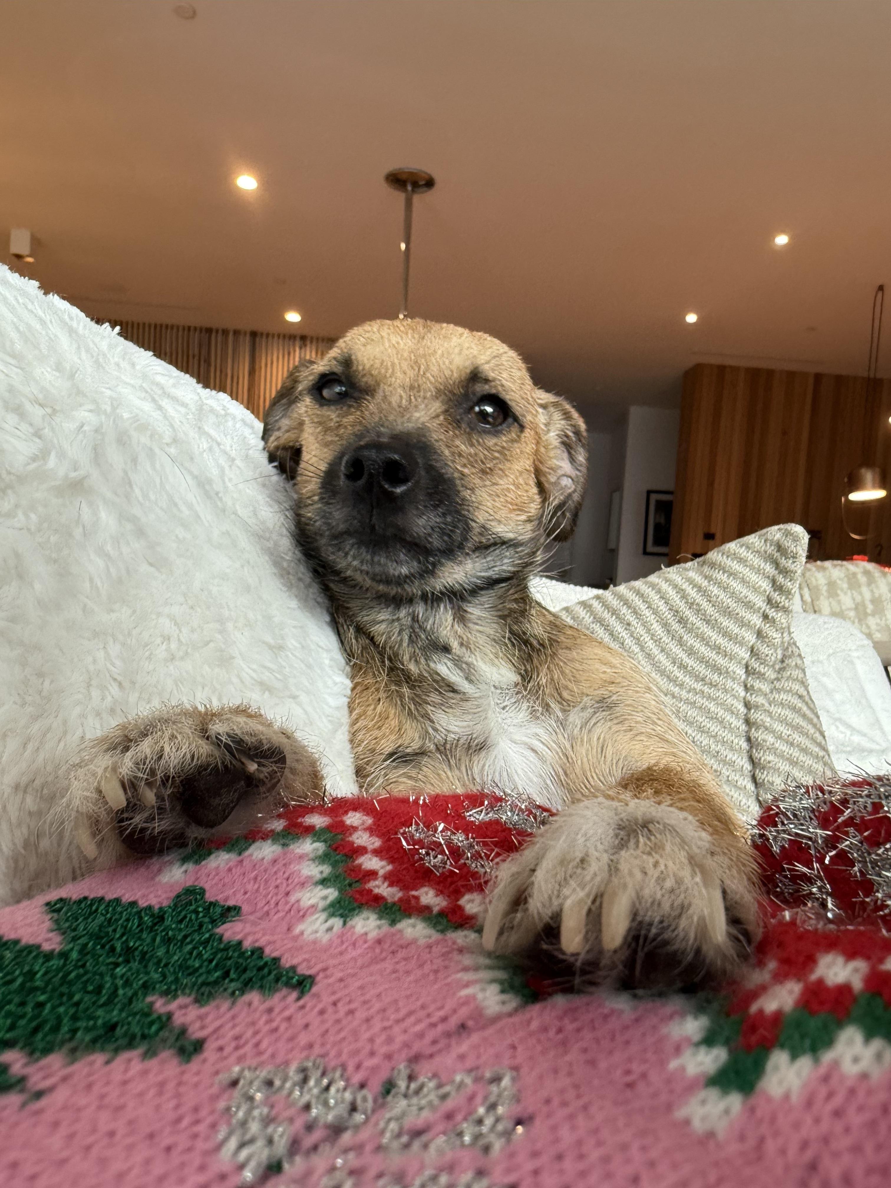 Enlarge Hope, an adoptable mixed breed in West Hollywood, CA image 2/4