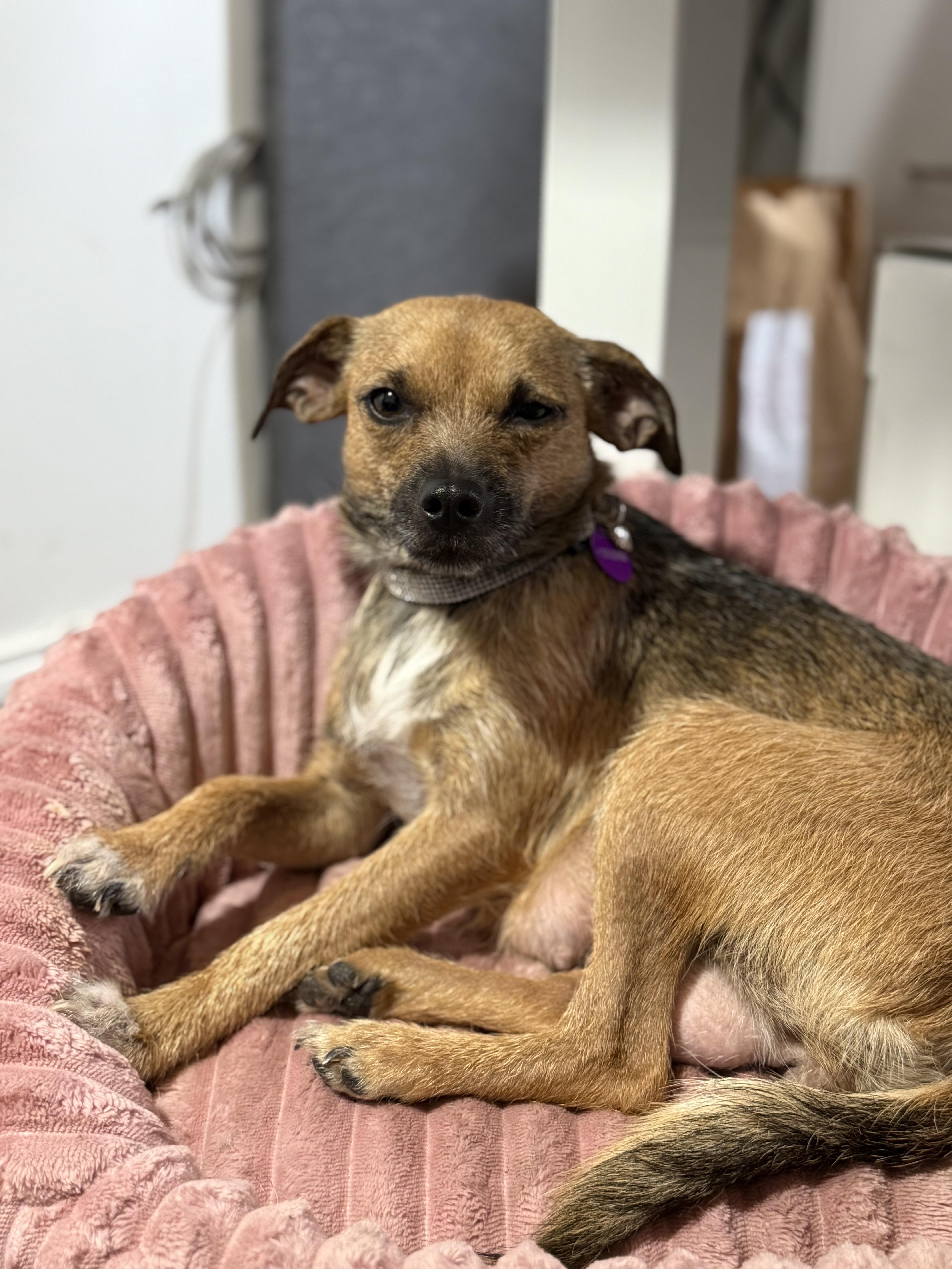 Enlarge Hope, an adoptable mixed breed in West Hollywood, CA image 1/4