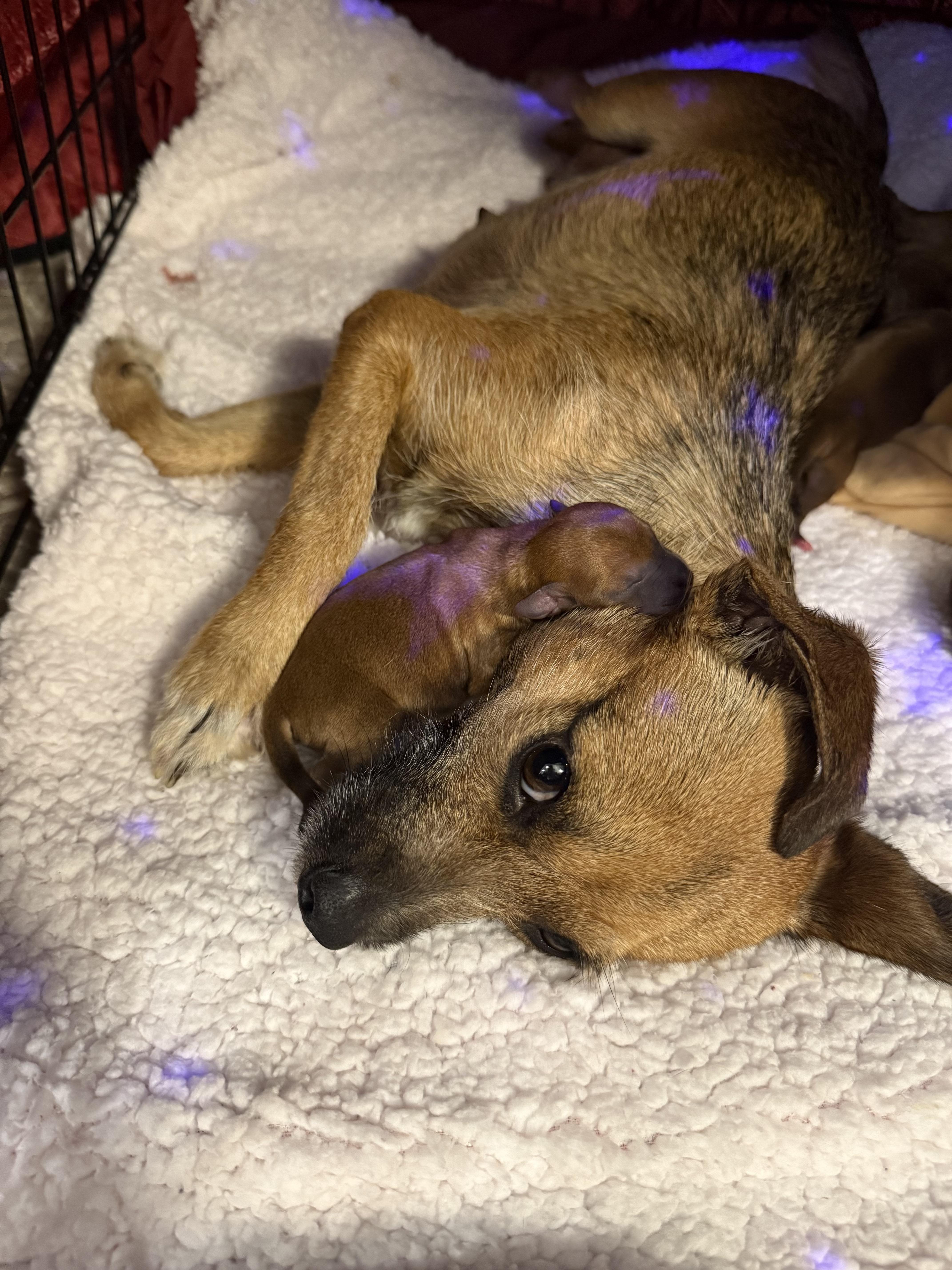 Enlarge Hope, an adoptable mixed breed in West Hollywood, CA image 4/4