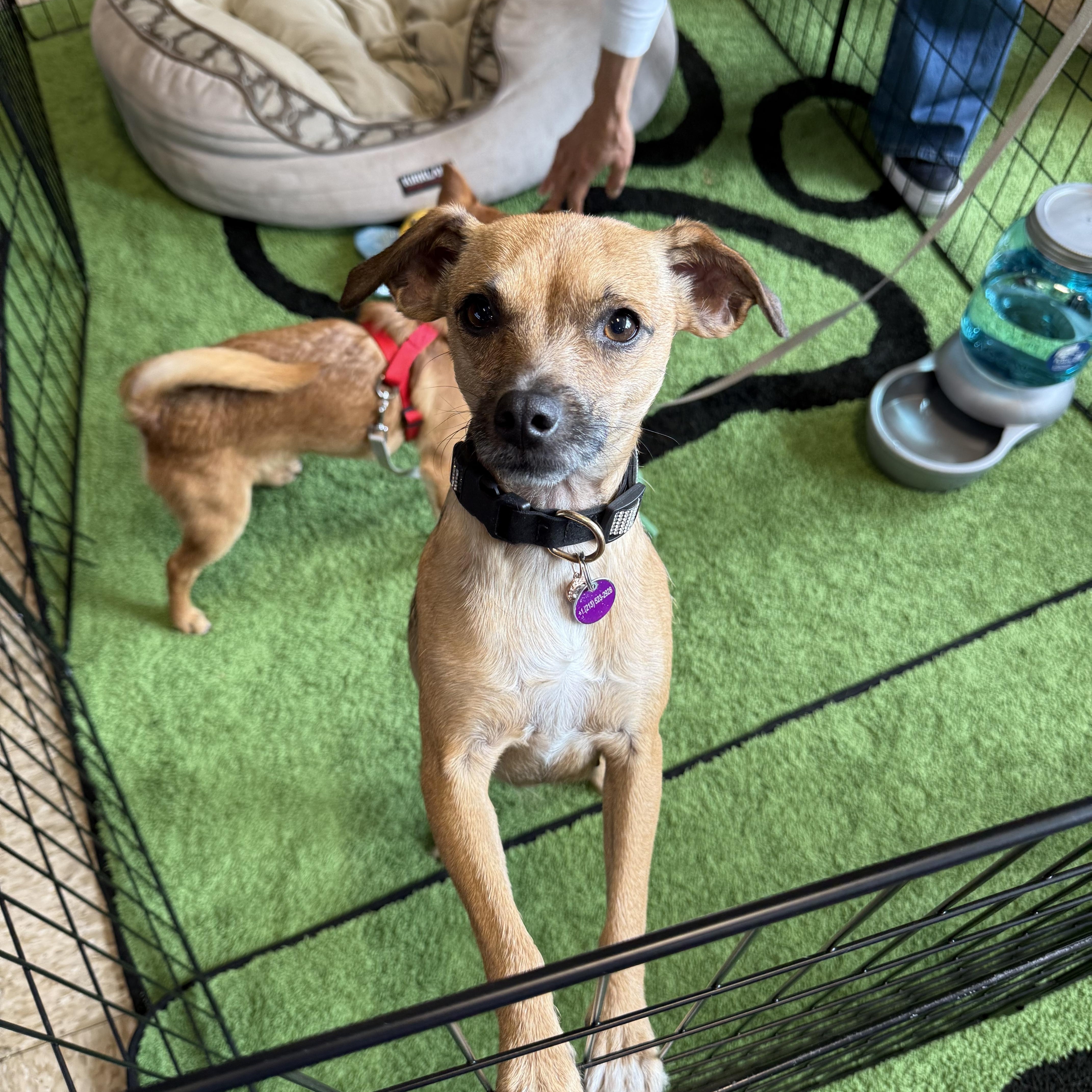 Enlarge Hope, an adoptable mixed breed in West Hollywood, CA image 2/4