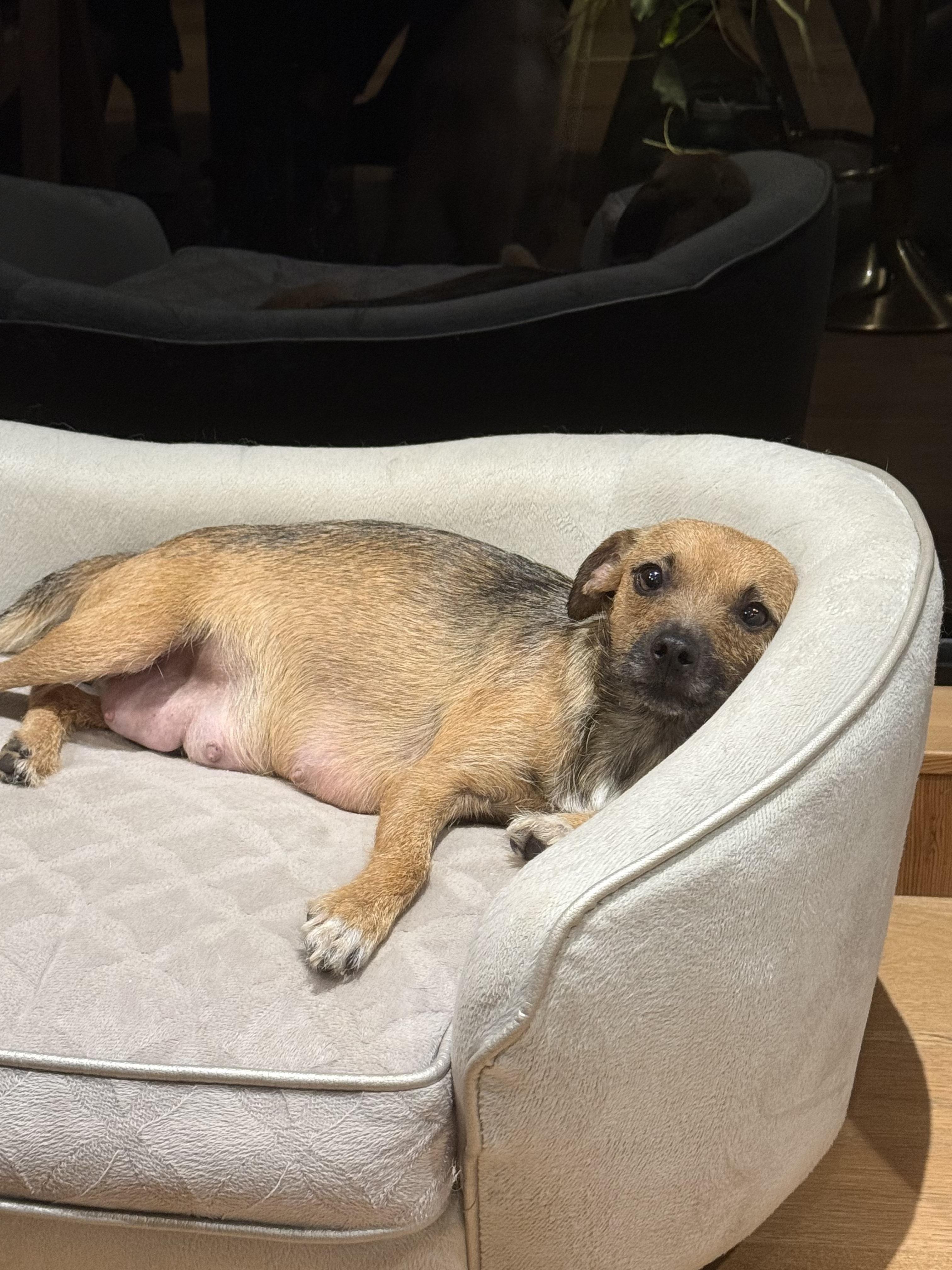 Enlarge Hope, an adoptable mixed breed in West Hollywood, CA image 3/4