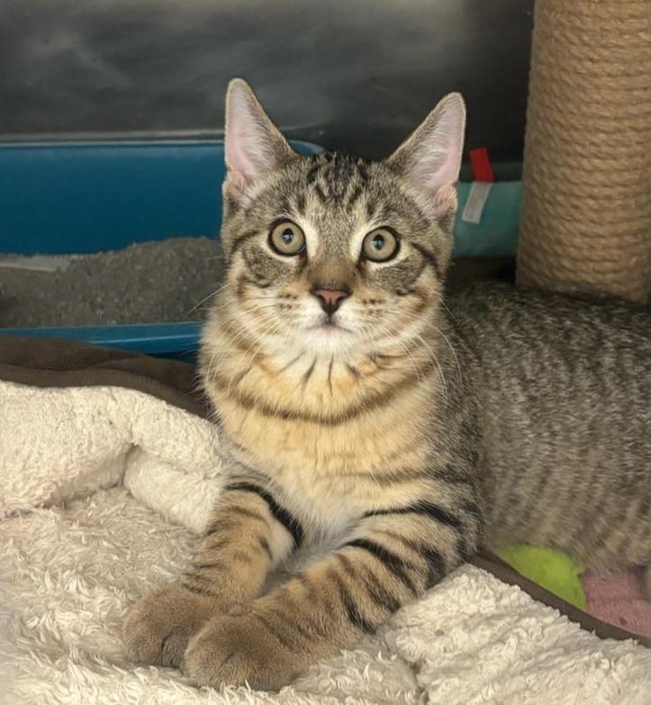 Tabby Kitten (cc 7214), ADOPTABLE, Kitten Male Domestic Short Hair.